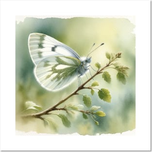 Cryptic Wood White - Watercolor Butterfly Posters and Art